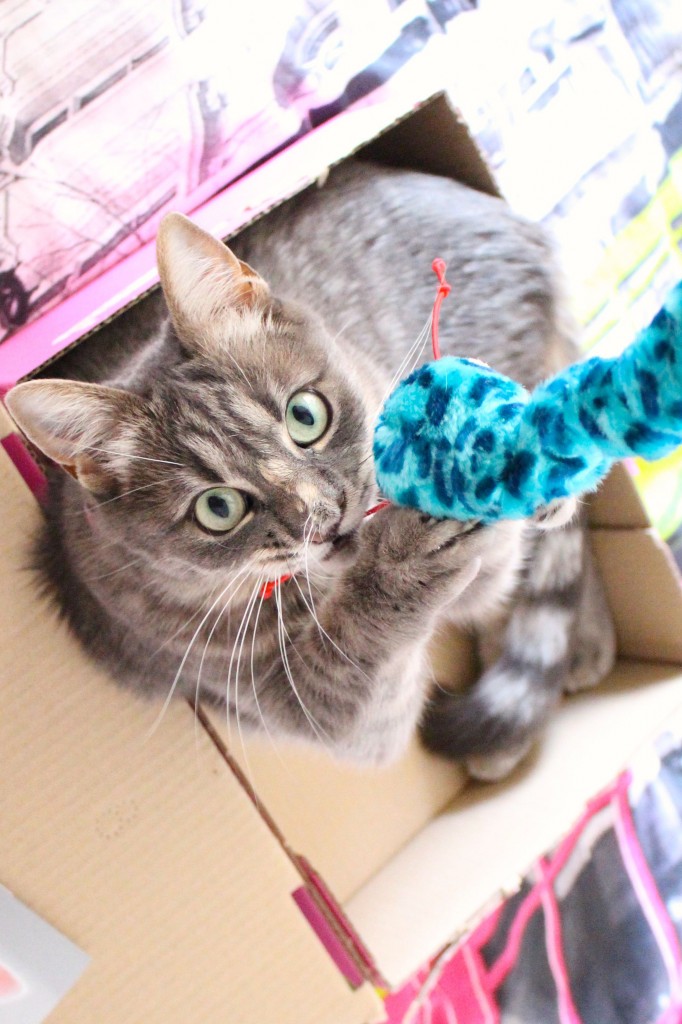 miaoubox