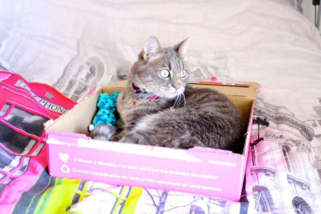 ruby_miaou_box