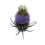 dipsacus_sylvestris